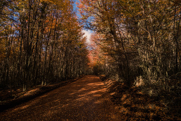 Autum in Karukinka park