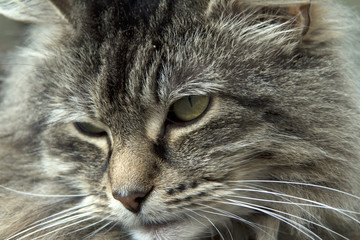 A closeup of a cat's face