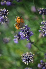 Schmetterling und Lavendel