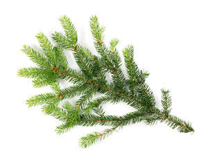 Green Spruce Twigs Isolated