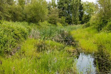 a small swamp in the middle of the forest