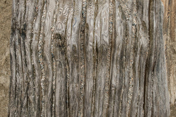 Obraz premium wood surface texture with lots of vertical curved ridges 