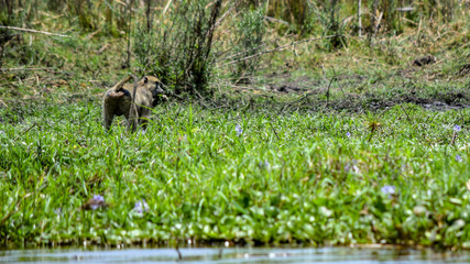 Chacma Baboon along riverbank. Papio ursinus