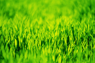 green grass background with selective focus