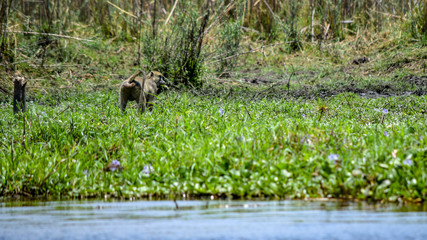 Chacma Baboon along riverbank. Papio ursinus