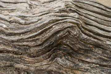 wood surface texture with lots of horizontal curved ridges 