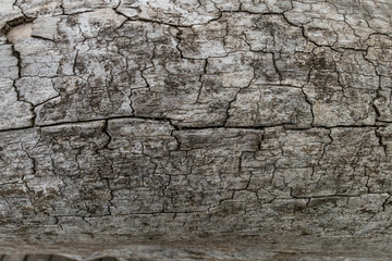 wood surface texture with many small cracks 