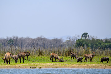 Naklejka na ściany i meble Group of antelopes and warthogs gathering near water source in Malawi, Africa