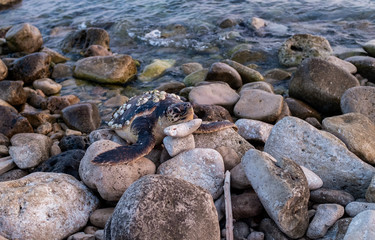 Tartaruga apparentemente morta adagiata sugli scogli del mare.
