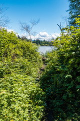 Fototapeta na wymiar rough trail inside forest lead to a lake under the blue sky
