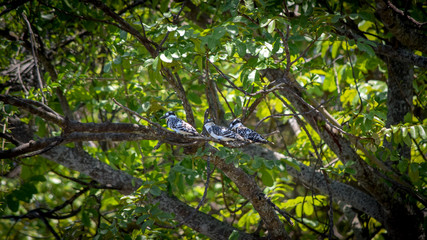 Pied Kingfishers sitting on tree branch. Ceryle rudis