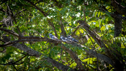 Fototapeta premium Pied Kingfishers sitting on tree branch. Ceryle rudis