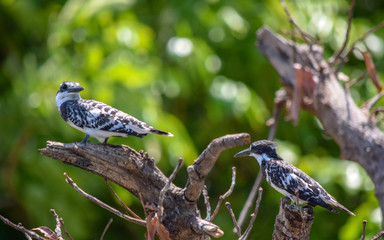 Pied Kingfishers sitting on tree branch. Ceryle rudis