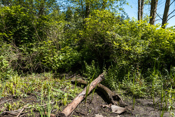 Obraz premium crossed woods in the dried pond inside forest