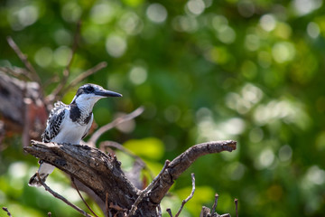 Pied Kingfisher sitting on tree branch. Ceryle rudis
