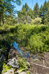 shallow waterway in the forest on a sunny day