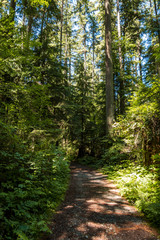 gravel path in the middle of the forest in a sunny day