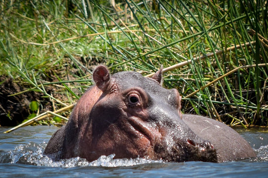 Hippopotamus swimming on bank of river in Malawi, Africa. Hippopotamus amphibius