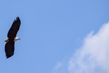 African Fish Eagle in flight. Haliaeetus vocifer