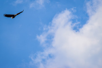 African Fish Eagle in flight. Haliaeetus vocifer