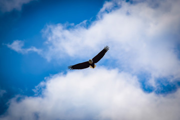 African Fish Eagle in flight. Haliaeetus vocifer