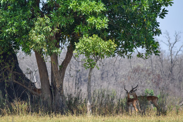 Group of antelope gathering under tree in Malawi, Africa