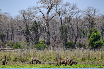Fototapeta na wymiar Group of safari animals gathering in Malawi, Africa