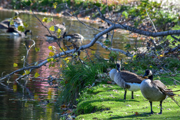 Fototapeta premium Canada Geese resting on bank of river among others. Branta canadensis