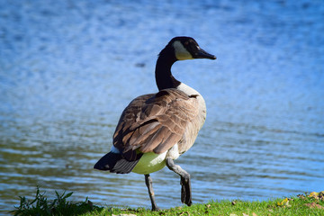 Canada Goose walking along side of river. Branta canadensis