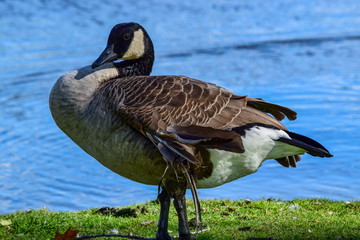 Canada Goose resting on bank of river with injured wing. Branta canadensis