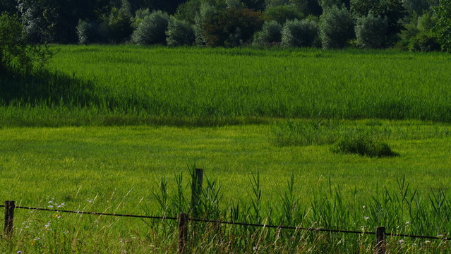 Sommer sattes Gr&uuml;n Landschaft mit Wald und Wiese