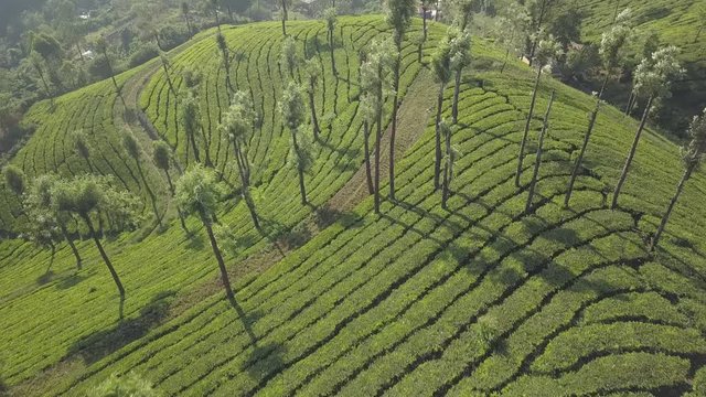 Teeplantage Tea plantation in India Munnar kerala drone shot Fair von oben