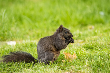 cute brown squirrel eating on the green grass