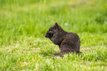 Naklejka na ściany i meble cute black squirrel eating on the grassy ground facing left