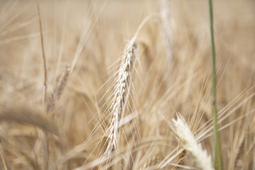 Wheat Beards.Wheat field morning sunrise and yellow sunshine 