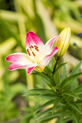 beautiful pink day lily flower with green background
