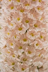 close up background of pink flowers