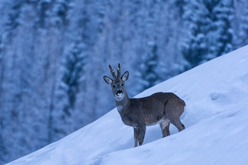 Curious deer faceing eye to eye