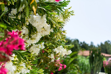 lovely summer day in turkey