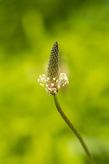 corn shaped flower on a curvy vein with creamy green background
