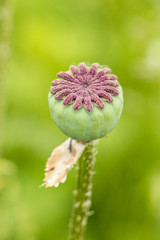 single flower stamen without petals with green background