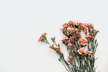 Gentle pink carnation flower isolated on pastel  background.