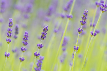 purple lavender filed with creamy background