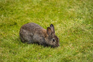 Naklejka na ściany i meble cute brown rabbit with big eyes heads down eating grasses