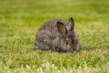 portrait of brown rabbit eating on the green grass field
