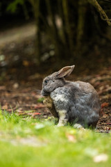 cute grey rabbit licking it's front foot on the grassy ground