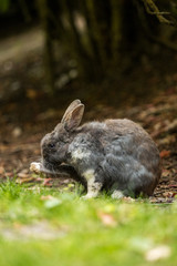 cute grey rabbit with one white leg licking its right foot on the grass