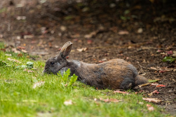 brown rabbit eating grasses while laying on the ground 