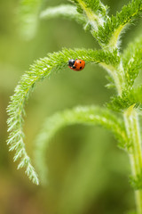 ladybug walking on the curved green leaf with green background
