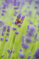 red ladybug climbing down the lavender flower in the flower field